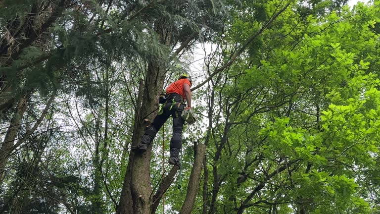 Best Commercial Tree Services  in Roselle, NJ